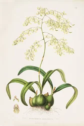 Illustration von Encyclia incumbens (als syn. Epidendrum aromaticum)